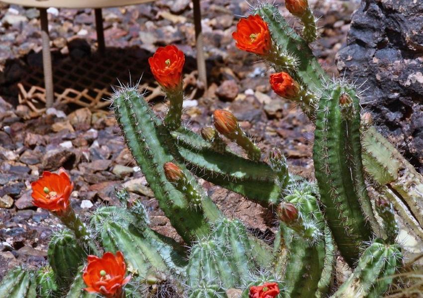 Echinocereus di cactus resistente all'inverno