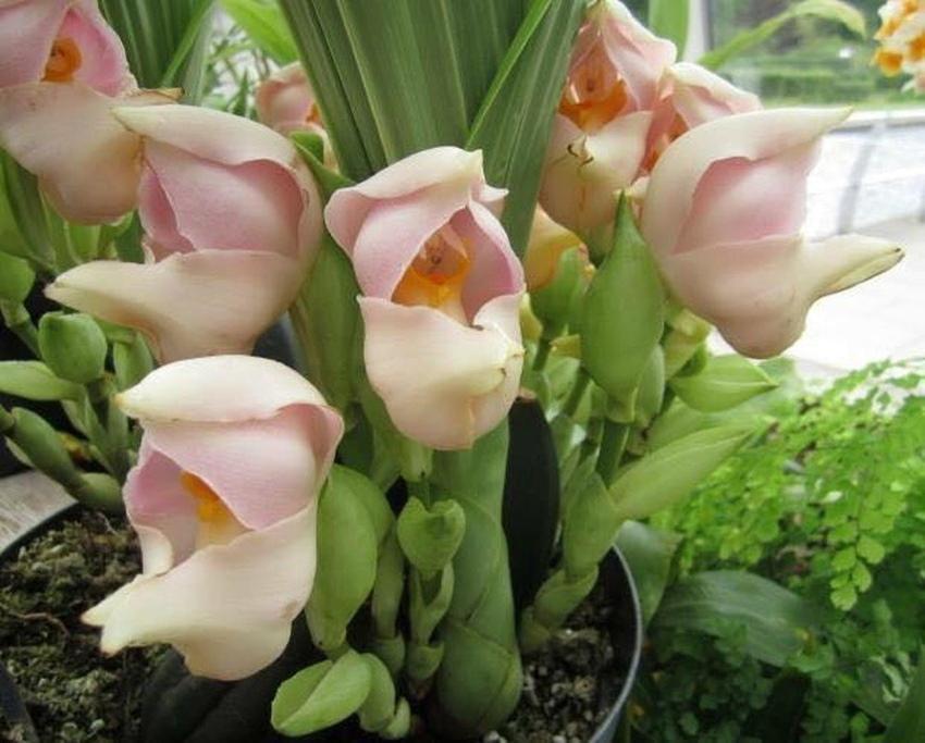 orkidé anguloe
