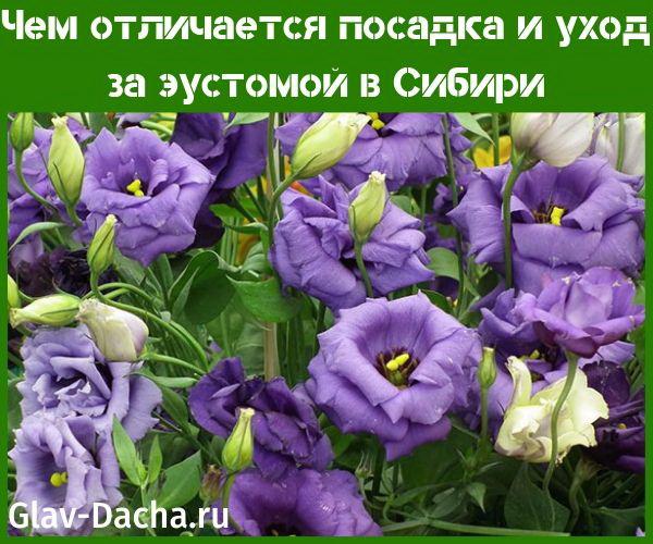planting and caring for eustoma in Siberia