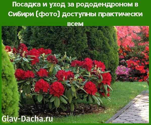 het planten en verzorgen van rododendron in de foto van Siberië