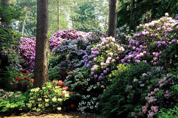 rhododendrons in landscape