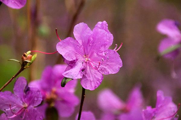 berbunga lembut rhododendron