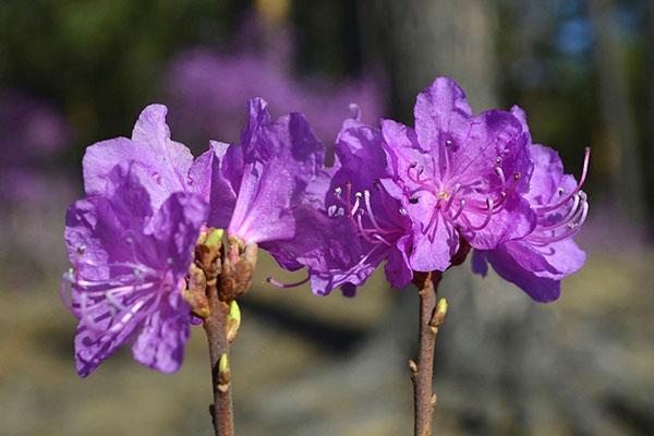 kvitne rododendron daurian