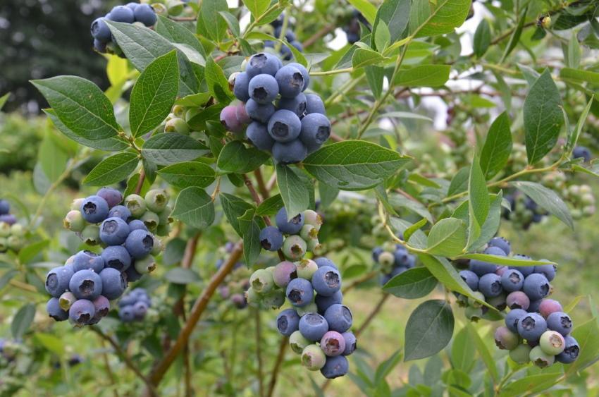 rassenkenmerken van blueberry toro