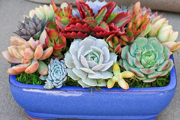 succulents at home
