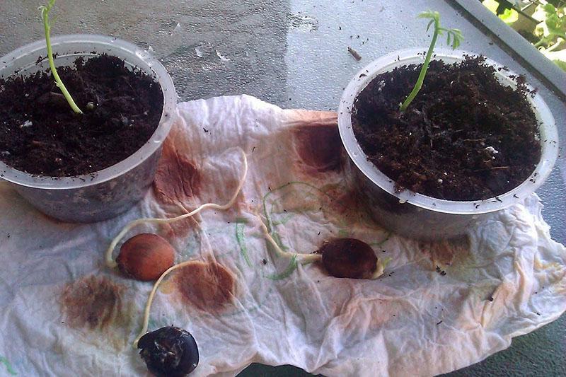 ako sa wistária šíri semenami