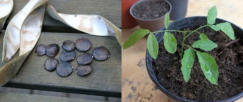 a wisteria terjedésének egyik módja