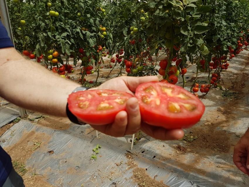wie man den Geschmack von Tomaten verbessert