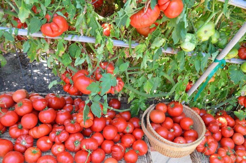 tomato masak