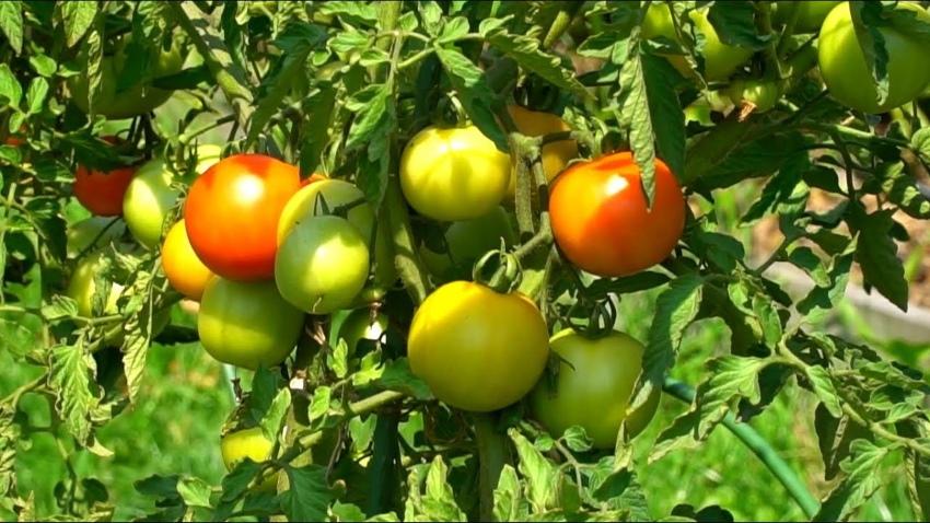 tomaten aansteken