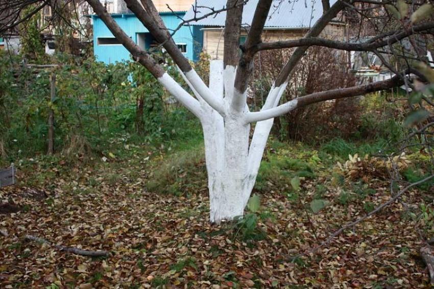 quand blanchir les arbres fruitiers en automne