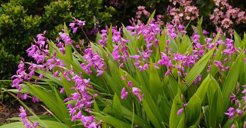 penanaman ladang terbuka orkid Bletilla