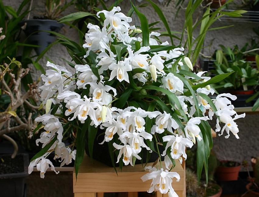 çello orkidesi