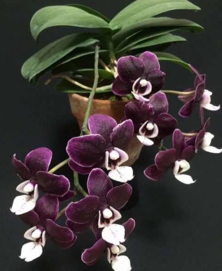 Merkmale der Caoda Orchidee