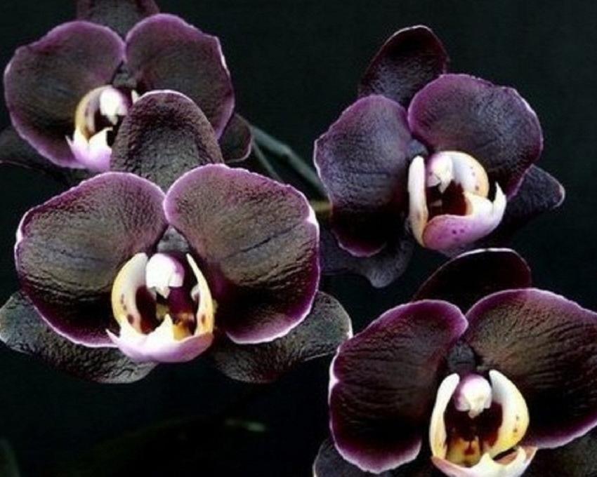 Orkid hitam