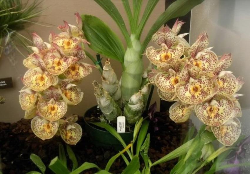 características do catasetum de orquídeas