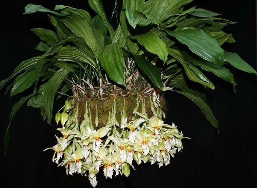 wie man für Stangopea Orchidee pflegt
