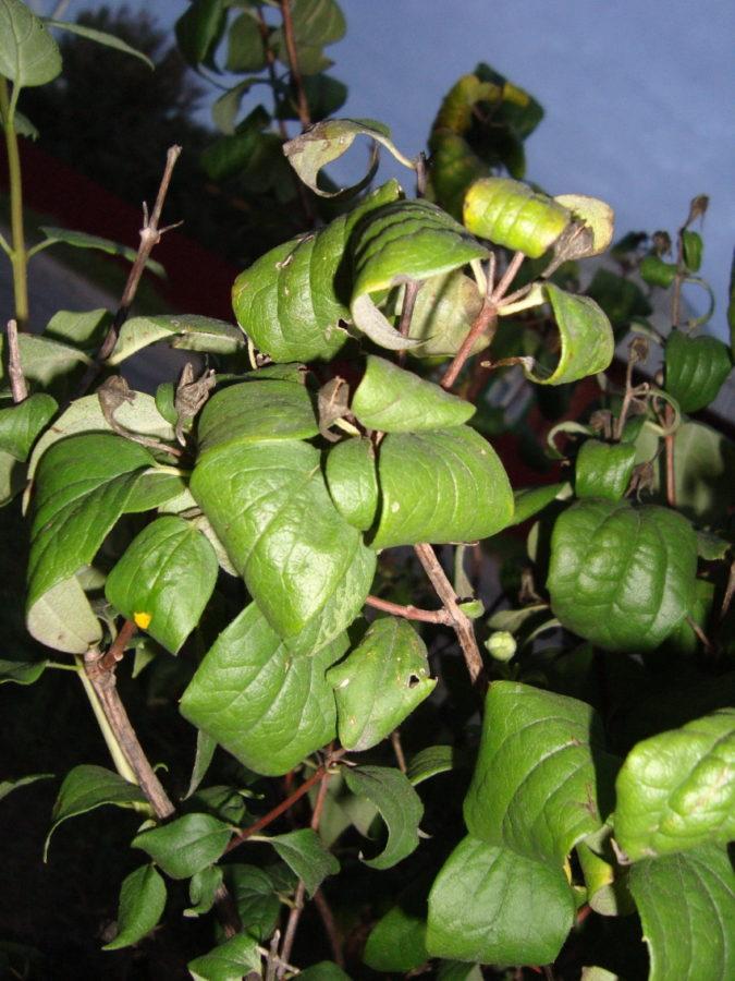 causes of curly leaves