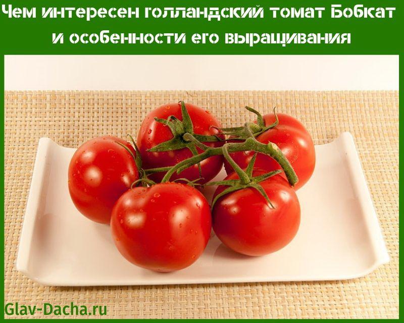 доматен бобкат