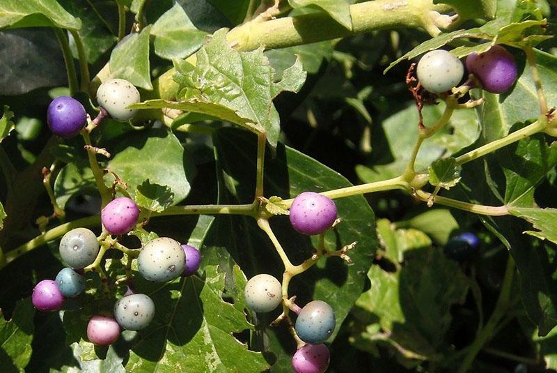 família da uva gênero ampelopsis