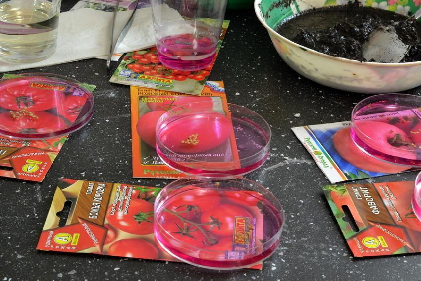 как да обработваме семена от домати преди сеитба