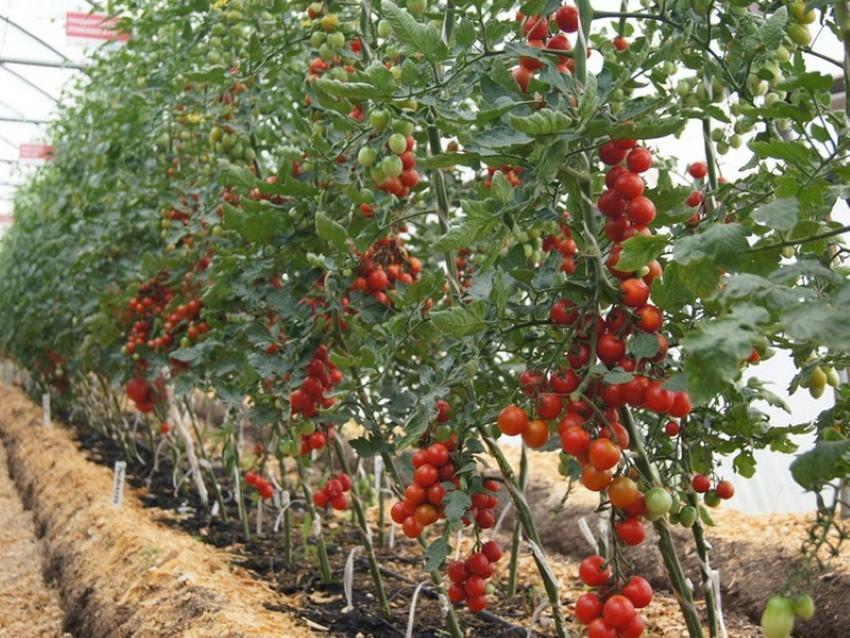 kā apturēt nenoteiktu tomātu augšanu
