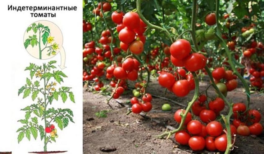 indeterminate tomatoes