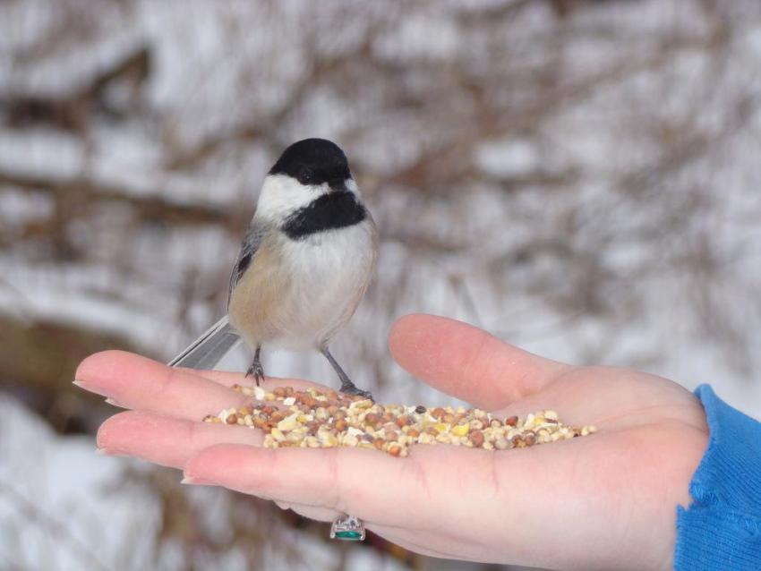 kako pravilno hraniti ptice