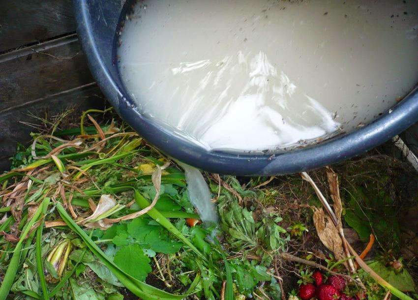 compost heap yeast
