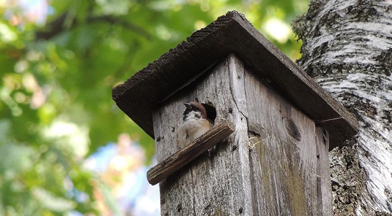 sparrow in a birdhouse