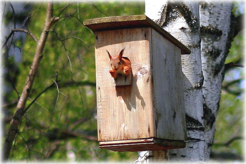 squirrel in a birdhouse
