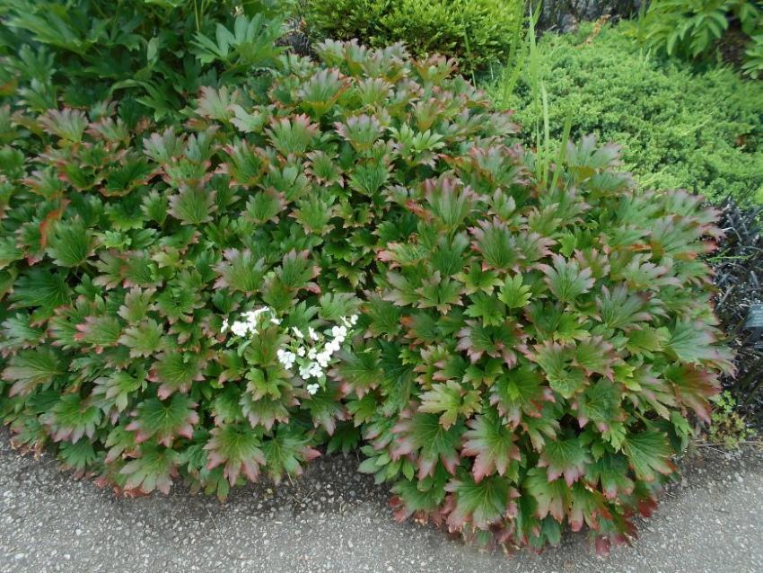 záhradná rastlina s listami ako javor