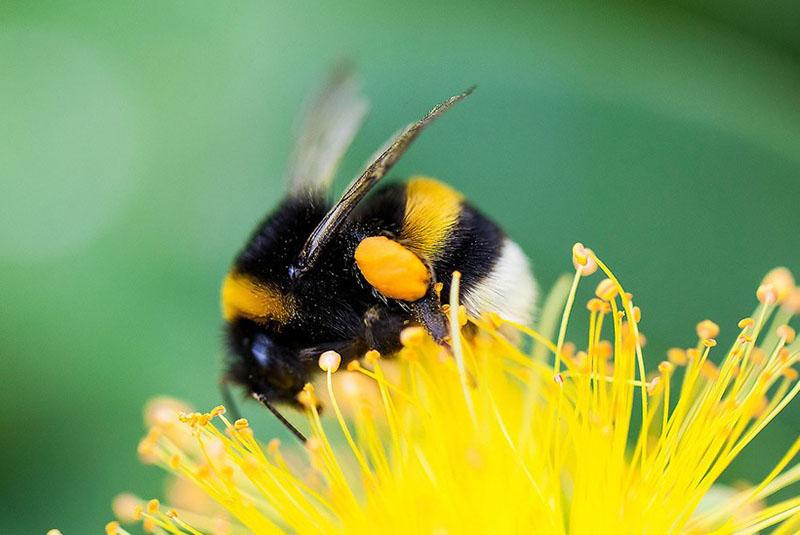 bumblebee pollinates plants
