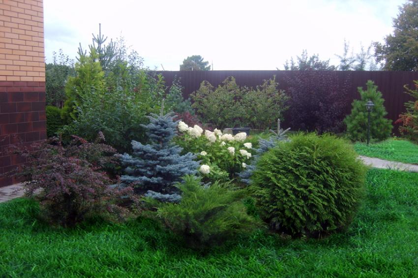 urinblåsa, barrträd och hortensia