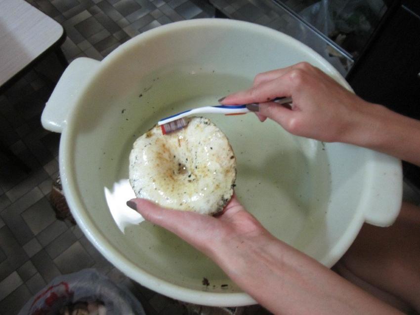 limpando cogumelos de leite branco