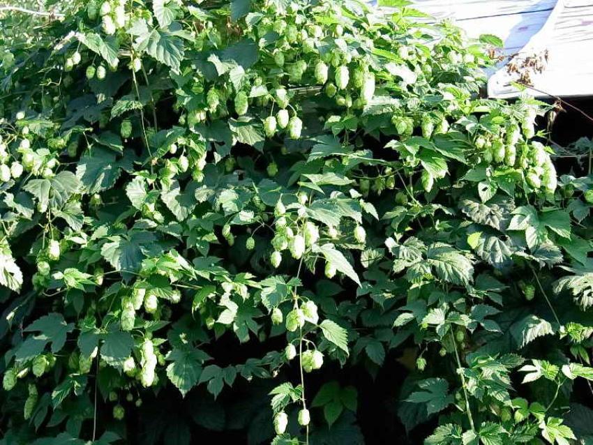 how to get rid of hops forever