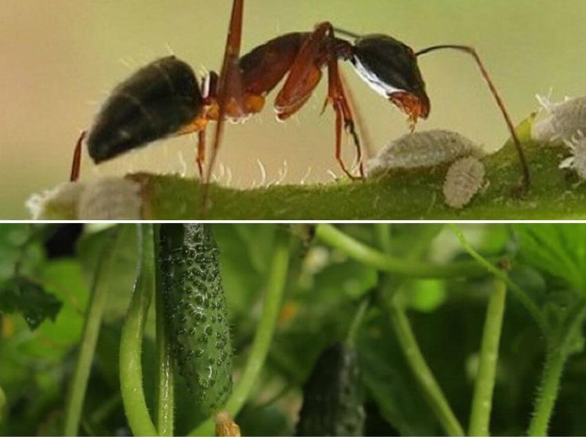 πώς να απαλλαγείτε από μυρμήγκια στα αγγούρια