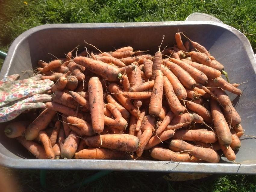 preparing carrots for storage