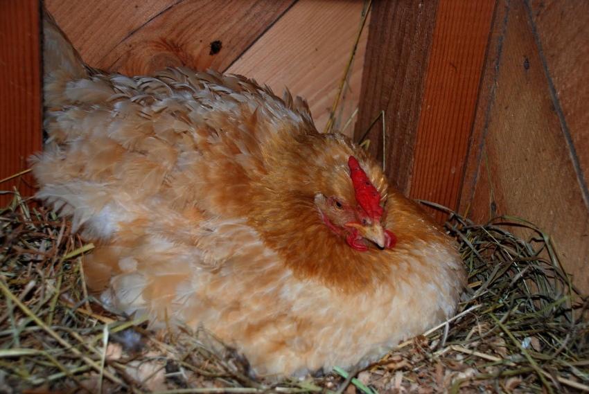 wie man ein Huhn auf Eier legt