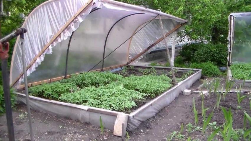 hvordan lage et varmt drivhus for frøplanter