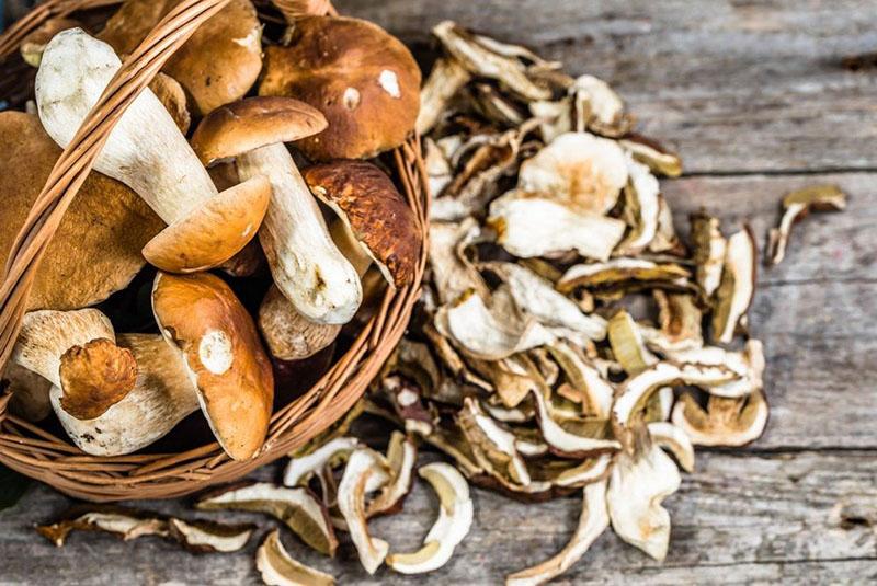 choose mushrooms for drying