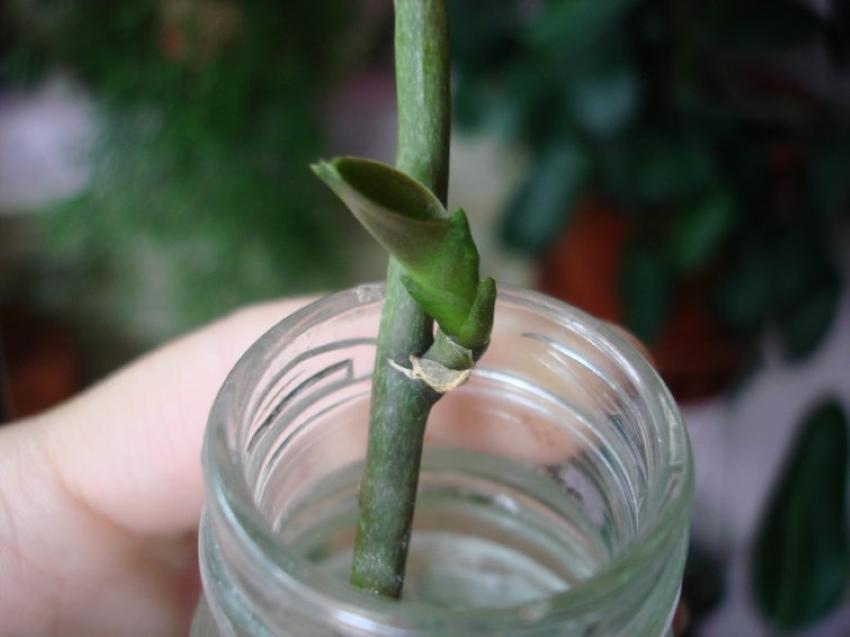 како узгајати орхидеју из педуна
