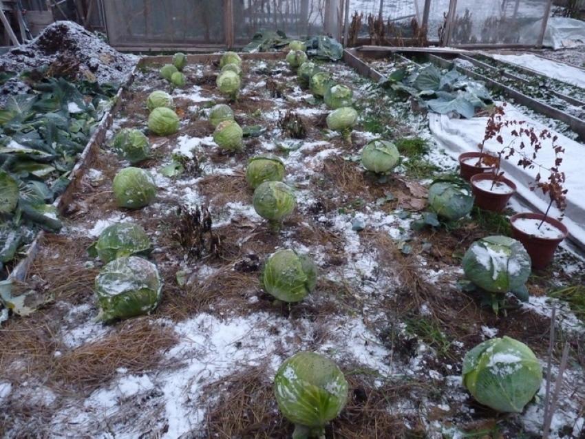 co dělat, když je zelí zamrzlé v zahradě