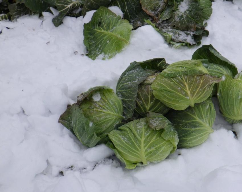λάχανο κάτω από το χιόνι