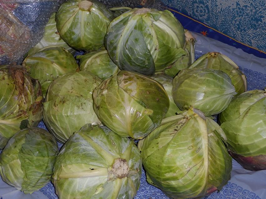 slightly frozen cabbage