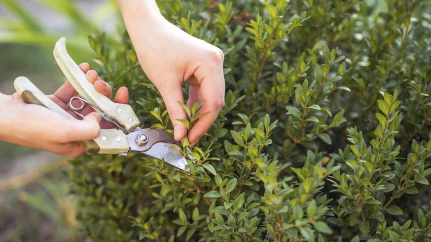 when to prune boxwood
