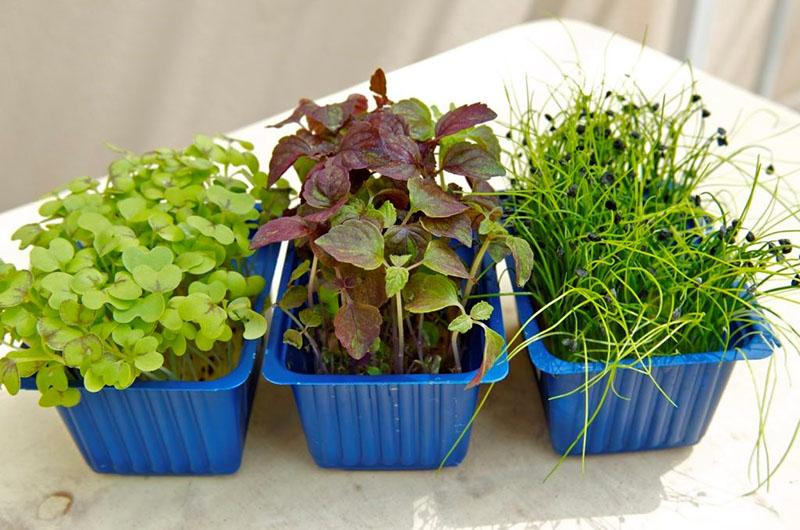 selectie van planten voor het verkrijgen van microgreens