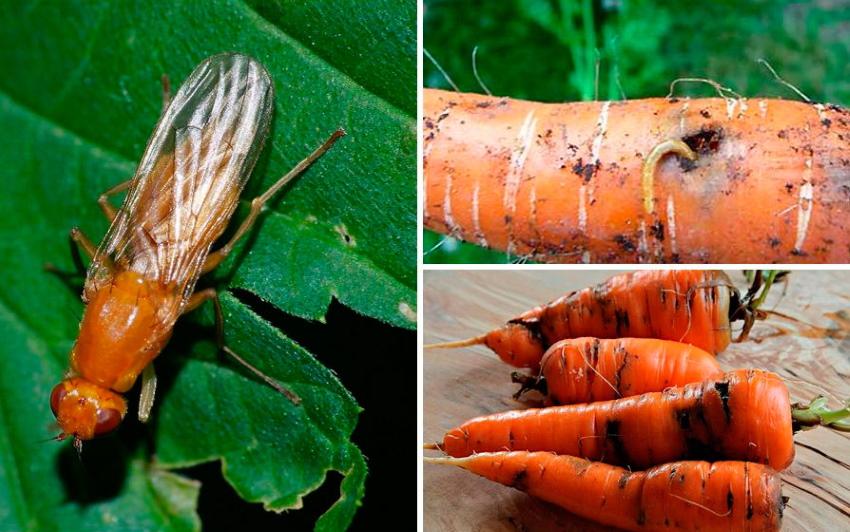 mosca della carota sulle carote