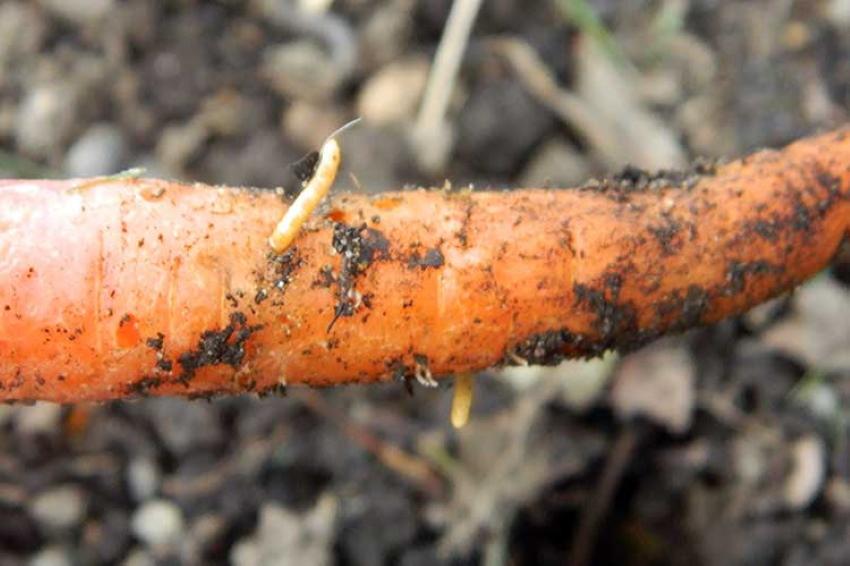 gusano de alambre en zanahorias
