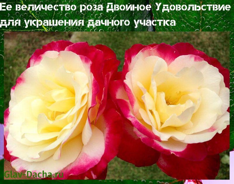 růže dvojnásobné potěšení